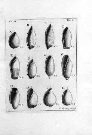 COCHLEAE TAB. 1.