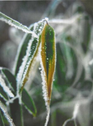 Schilf mit Frost