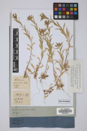 Collomia pumila Lindl.
