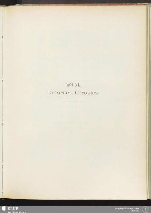 Tafel XL. Dinarites, Ceratites