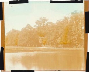 Fotografie: Waldlandschaft in gelb