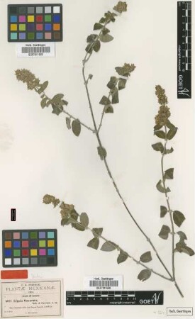Lippia oaxacana B.L.Rob. & Greenm. [type]