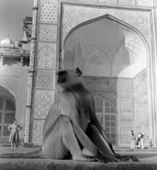 Hanuman-Langure in Untersicht sitzt vor dem Mausoleum Taj Mahal