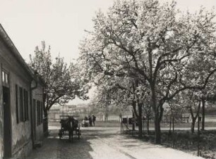 Werder an der Havel. Brandenburg. Frühling. Blühende Obstbäume an einer Straße