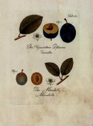 Tab. 174. Fig. 1. Die Hyacinthen Pflaume [...] Fig. 2. Die Mirabelle [...]
