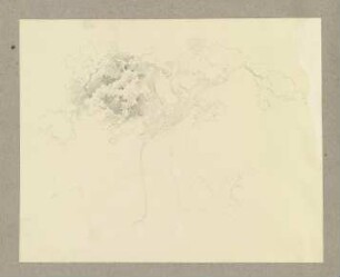 Baum