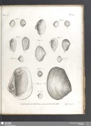 Coquilles fossiles des environs de Paris. PL. XVIII