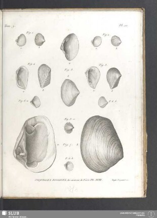 Coquilles fossiles des environs de Paris. PL. XVIII