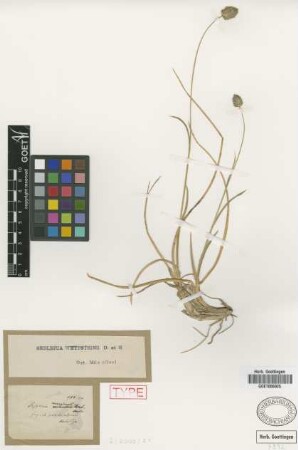 Sesleria marginata Griseb.