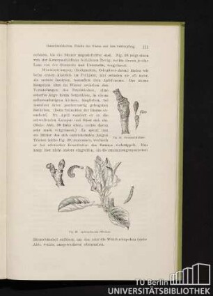 Fig. 38. Kommaschildlaus. Fig. 39. Apfelsackmotte (Wickler).