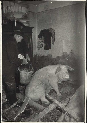 Schweinemast im Wohnraum : Schweinemast im Wohnraum nach dem Zweiten Weltkrieg