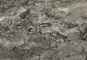 Nonne (Lymantria monacha). Puppe an der Schuppenborke der Kiefer