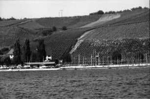 Meersburg: Weinberge am Bodensee (vom See aus)