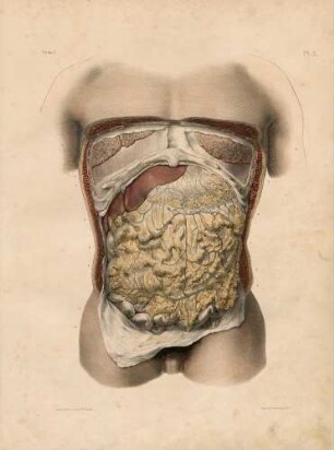 Anordnung der Organe im Abdomen