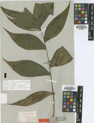 Chamaedorea brevifrons H.Wendl. [isotype]