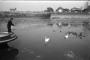 Fütterung von Schwänen und Bläßhühnern im Nordbecken des Rheinhafens durch die Wasserschutzpolizei.