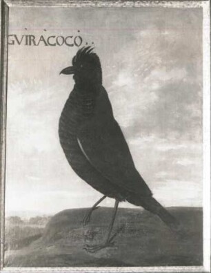 GVIRACOCO brasilian. Finkenvogel (Guiraca sp.)