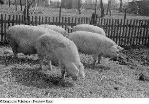 Schweine im Freigehege