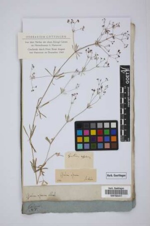 Galium asperum Schreb.