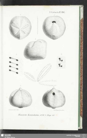 Pl. 885