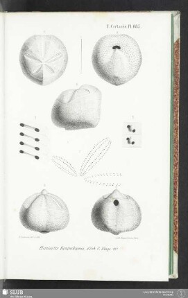 Pl. 885