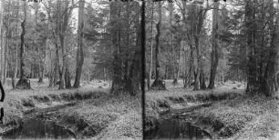 Im Wald : Bachlauf im Wald des Białowieża-Nationalparks.