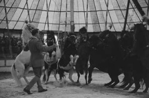 Zirkuspferde und ihr Dompteur des Volkseigenen Circus Aeros bei einem Auftritt vor Publikum in der Manege