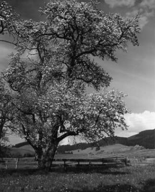 Blühender Baum auf einer Weide