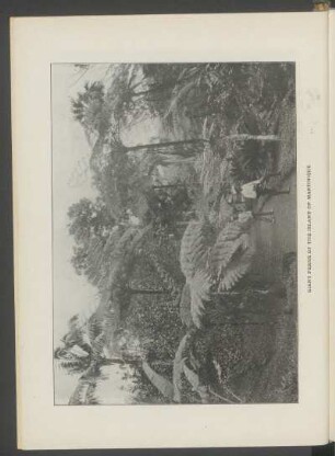 Giant ferns of the island of Martinique - [Photograph]