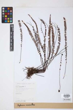 Asplenium monanthes