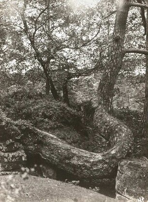 Sächsische Schweiz, Schutzgebiet. Waldkiefer (Pinus Sylvestris) mit gewundenem Stamm