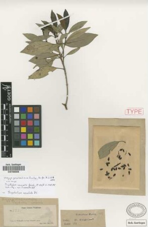 Psychotria coronata Griseb.
