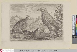 [Rebhuhn und Adler; Partridge and Eagle]