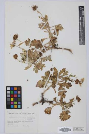 Argyranthemum coronopifolium (Willd.) Humphries