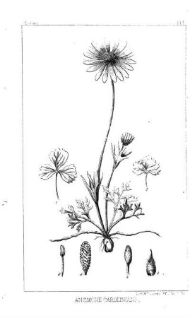 Anemone caroliniana, Walt.