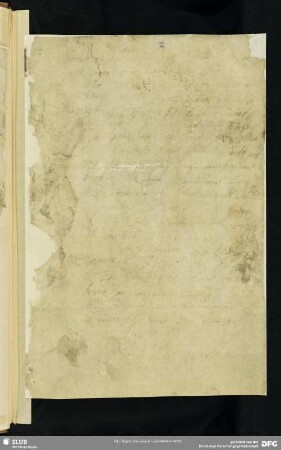 2-5) Musculus, Andr.