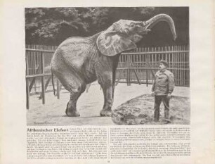 Afrikanischer Elefant