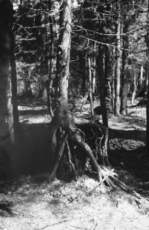 Stelzwurzeln : Stelzwurzeln einer Fichte, vermutlich bei Lohberg