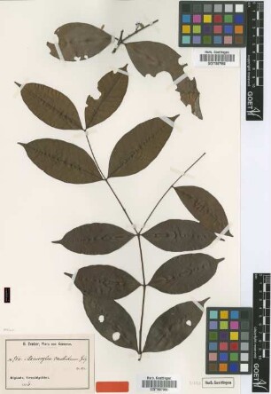 Memecylon candidum Gilg [isotype]