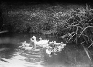 Ente mit Jungen