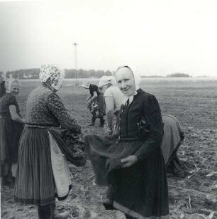 Frauen bei der Feldarbeit : Kleidung - Schleifer Tracht. Ort: Slepo / Schleife. Frauen in Arbeitstracht der Schleifer Region bei der Feldarbeit.
