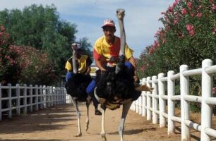 Südafrika. Menschen auf einer Straussenfarm