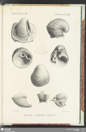 Pl. 594