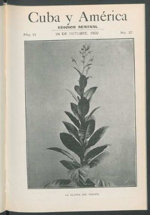 La planta del tabaco. [Fotografía]