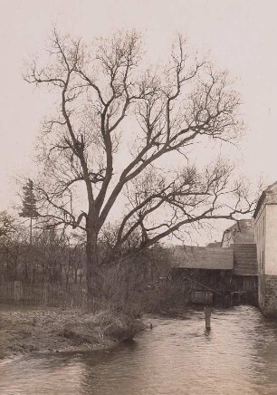 Niederrödern. Große Weide an der Schlossmühle