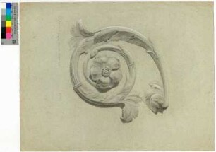 Volute mit Blüte