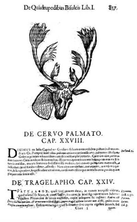 De Cervo Palmato. Cap. XXVIII.