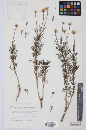 Argyranthemum frutescens gracilescens (Christ) Humphries