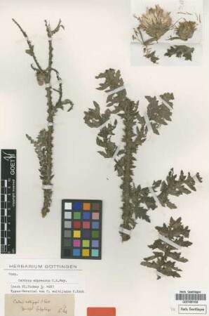 Carduus multijugus C.Koch [type]