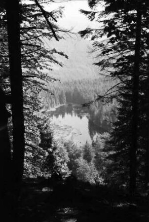 (Zuflucht): Buhlbachsee, vom Aussichtspunkt